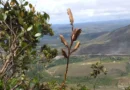 Nova espécie de Bromélia é descoberta na Chapada Diamantina