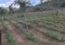 Morro do Chapéu: Polícia Civil descobre terceira plantação de maconha ligada a organização criminosa