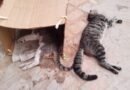 Várzea Nova: Moradores denunciam envenenamento de gatos e crime pode ser punido com prisão