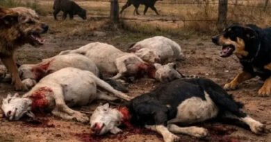 Ataques de cães matam 23 caprinos em oito dias e geram prejuízo em município da Bahia