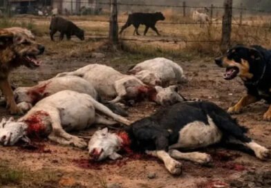 Ataques de cães matam 23 caprinos em oito dias e geram prejuízo em município da Bahia