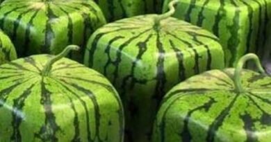 A Melancia está entre as frutas mais produzidas do planeta