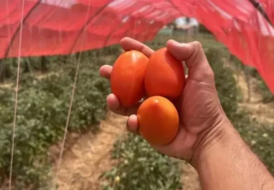 Região de Irecê Consolida Coração da Produção de Tomate na Bahia