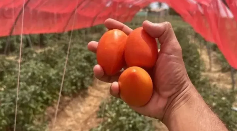 Região de Irecê Consolida Coração da Produção de Tomate na Bahia