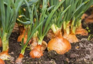 Preços da cebola disparam em Irecê e no Vale diante de baixa oferta e incertezas climáticas