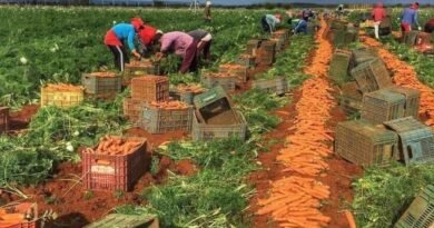 Após chuvas, colheita de cenoura é retomada na região de Irecê e preços seguem estáveis