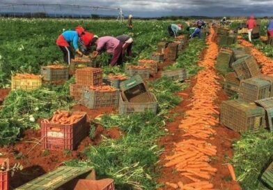 Após chuvas, colheita de cenoura é retomada na região de Irecê e preços seguem estáveis