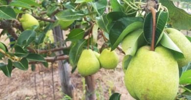 Cultivo de pêra desponta como nova aposta agrícola no Baixio de Irecê
