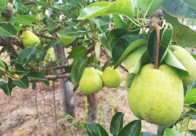 Cultivo de pêra desponta como nova aposta agrícola no Baixio de Irecê