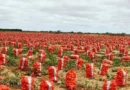 Queda no preço da cebola é registrada em Irecê e no Vale do São Francisco