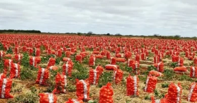 Queda no preço da cebola é registrada em Irecê e no Vale do São Francisco