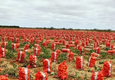 Queda no preço da cebola é registrada em Irecê e no Vale do São Francisco