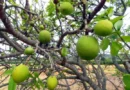 Conheça a ‘planta do futuro’, aposta para impulsionar economia da Chapada Diamantina