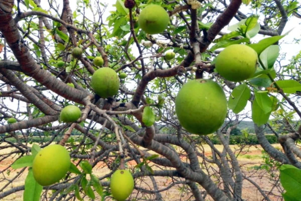 Conheça a ‘planta do futuro’, aposta para impulsionar economia da Chapada Diamantina