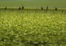 CMN passa a exigir fotos com localização comprovada em seguro rural
