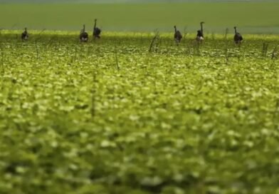 CMN passa a exigir fotos com localização comprovada em seguro rural