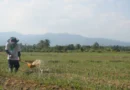 Agricultor segue conselho de inteligência artificial, perde toda a plantação e tem prejuízo incalculável após resposta errada da IA