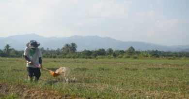 Agricultor segue conselho de inteligência artificial, perde toda a plantação e tem prejuízo incalculável após resposta errada da IA