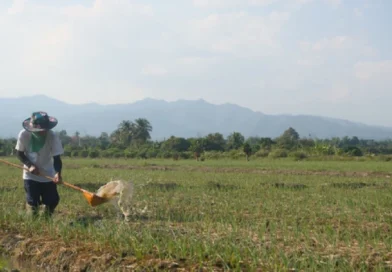 Agricultor segue conselho de inteligência artificial, perde toda a plantação e tem prejuízo incalculável após resposta errada da IA