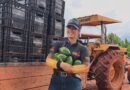 Abacate irrigado em Cafarnaum diversifica agricultura da região de Irecê