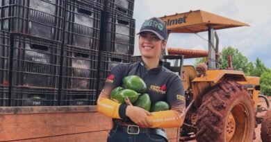 Abacate irrigado em Cafarnaum diversifica agricultura da região de Irecê
