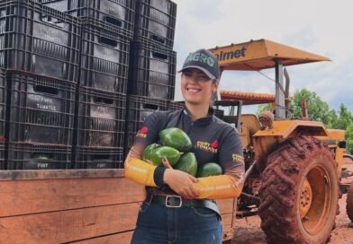 Abacate irrigado em Cafarnaum diversifica agricultura da região de Irecê
